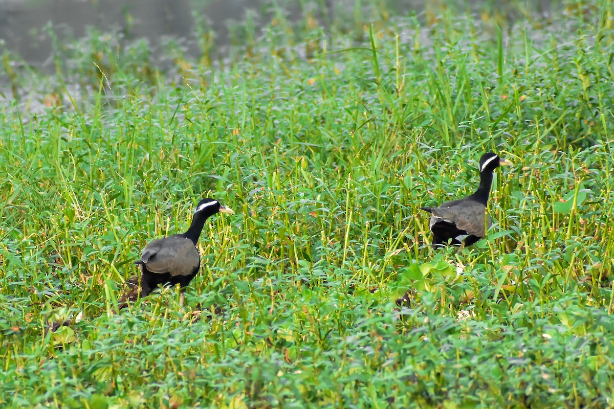 Bronze-winged Jacana - ML646572560