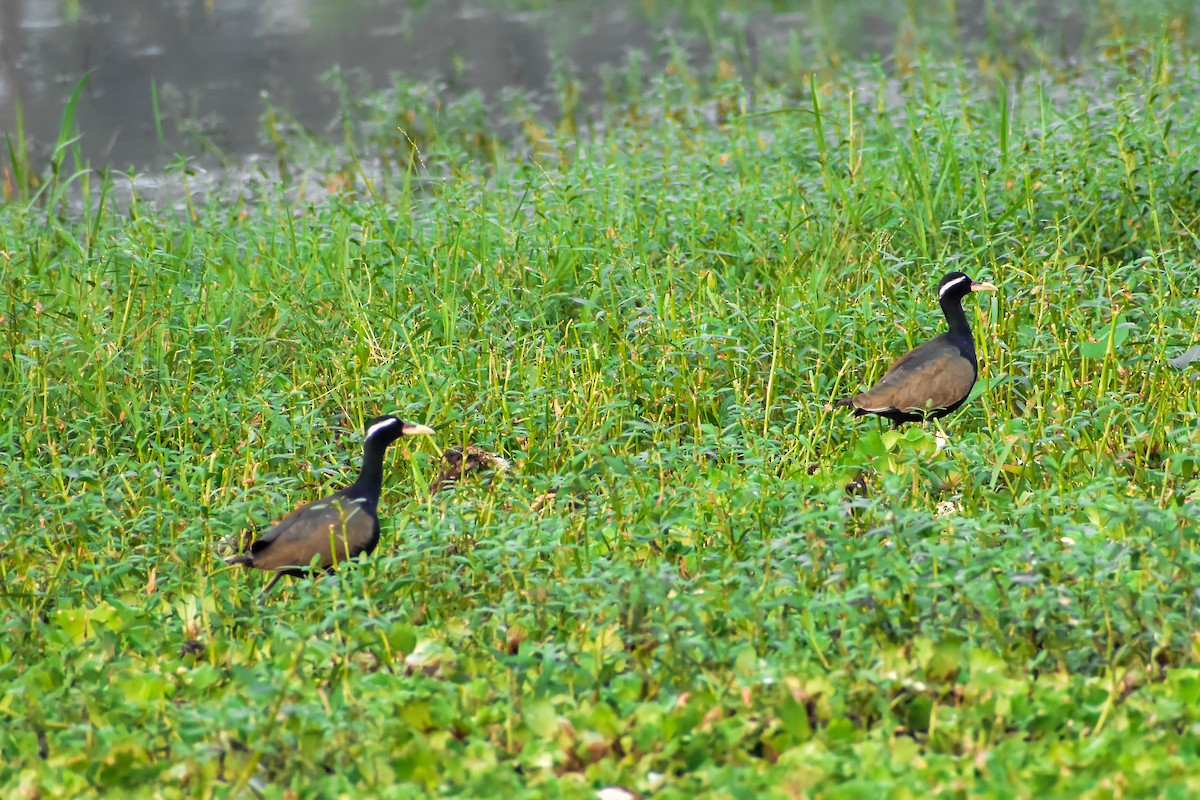 Bronze-winged Jacana - ML646572561