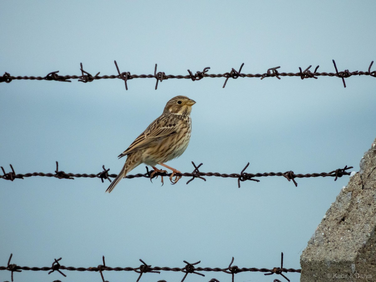 Corn Bunting - ML646572564