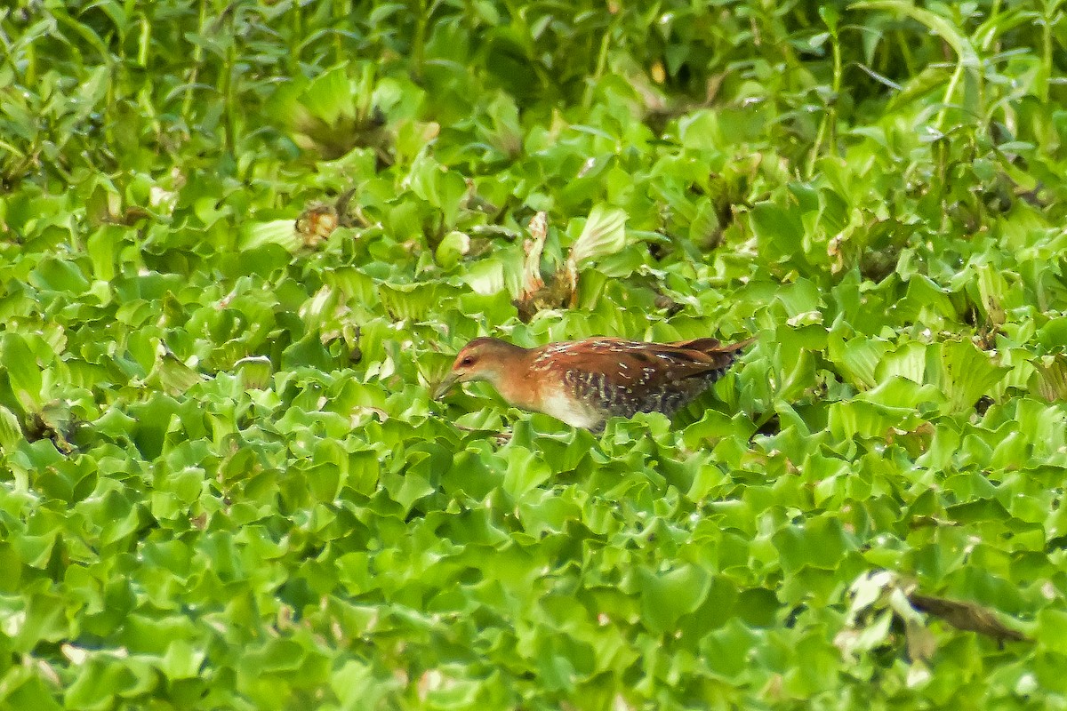 Baillon's Crake - ML646572566