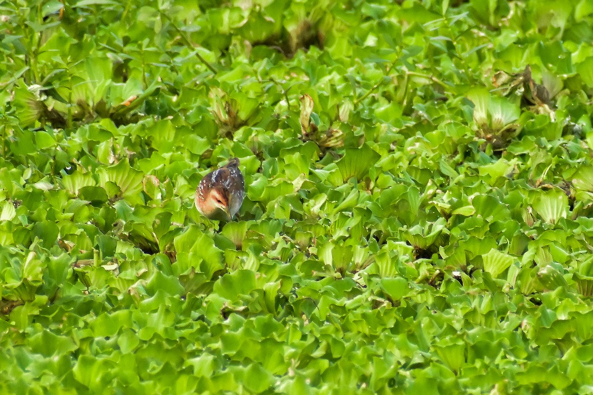 Baillon's Crake - ML646572567