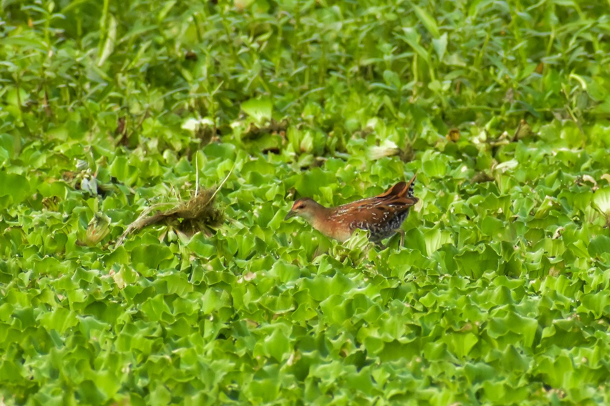 Baillon's Crake - ML646572568