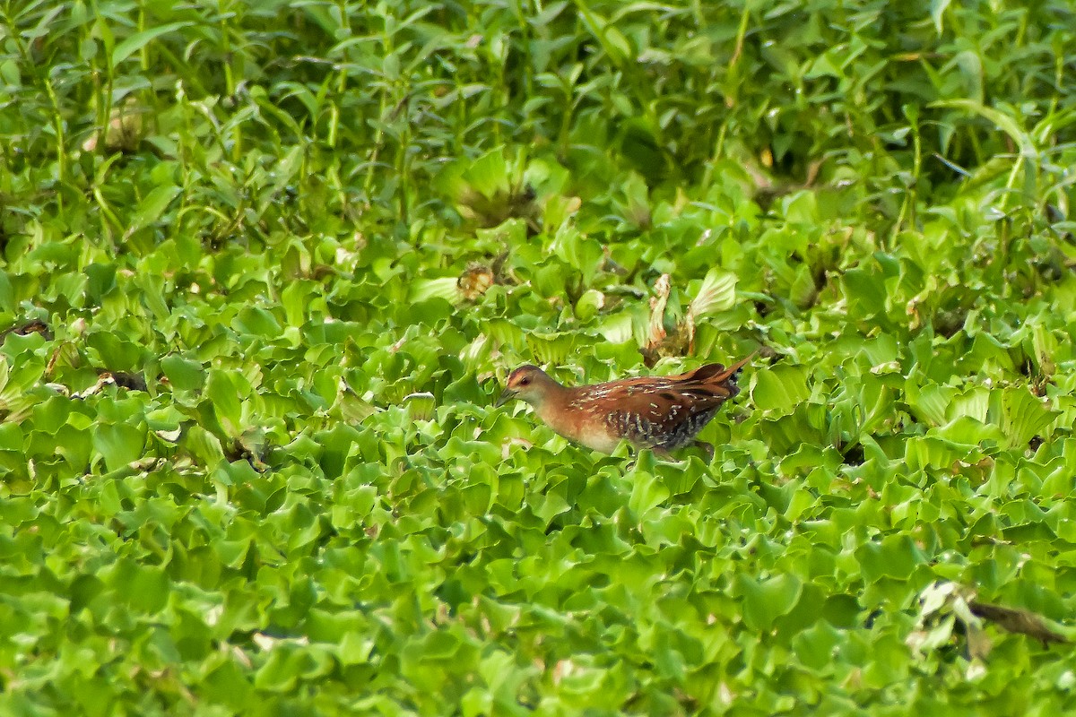 Baillon's Crake - ML646572569