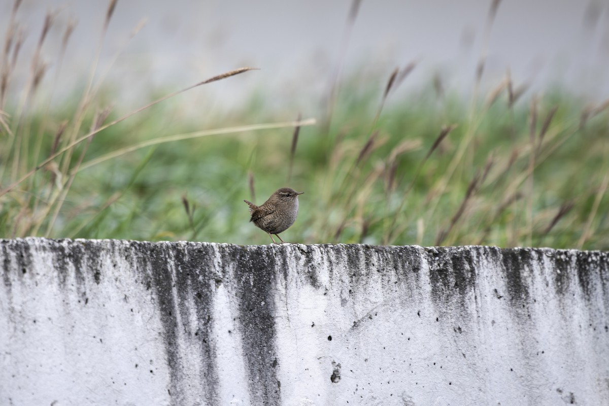 Eurasian Wren - ML646572570