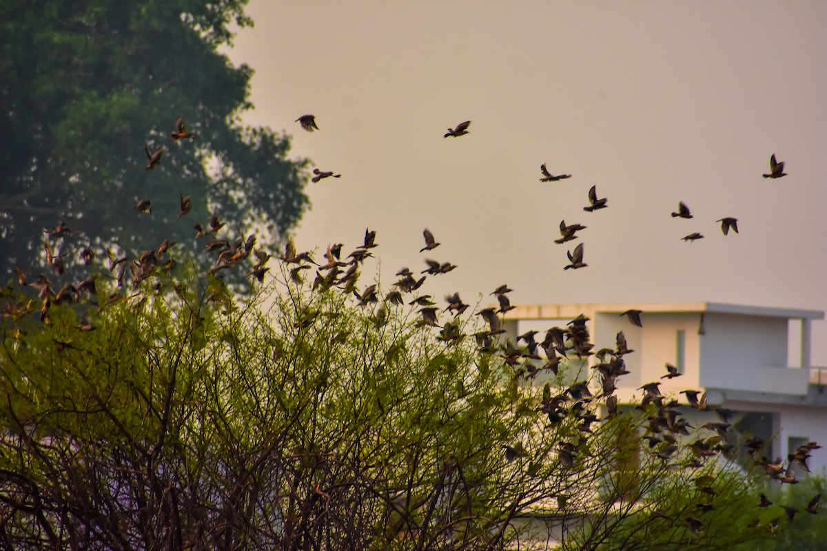 Rosy Starling - ML646572579