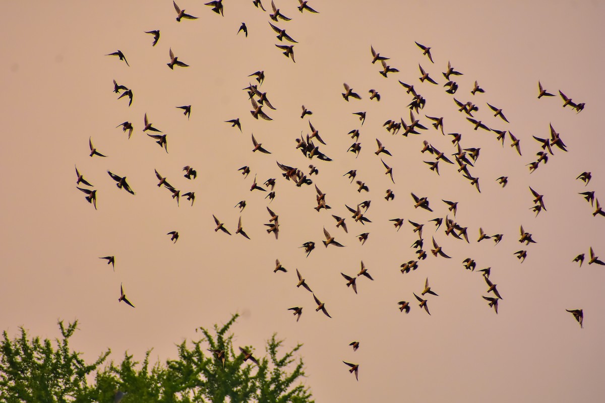 Rosy Starling - ML646572580