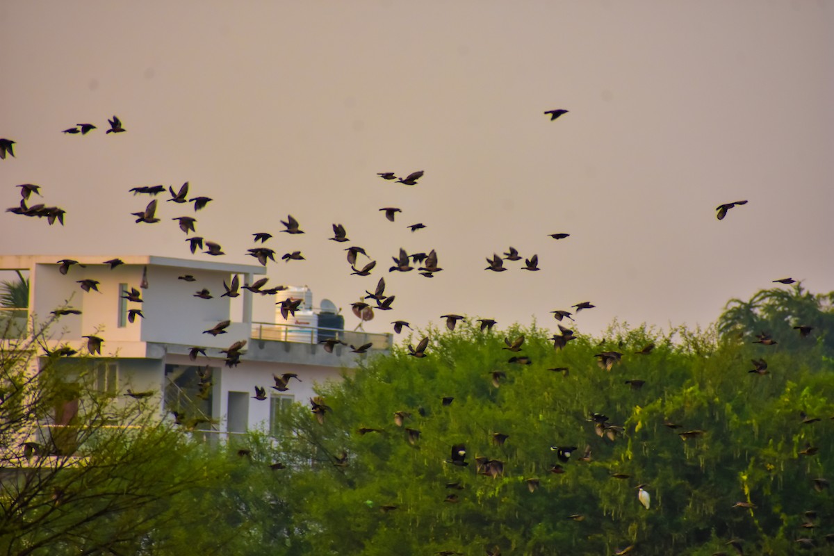 Rosy Starling - ML646572581