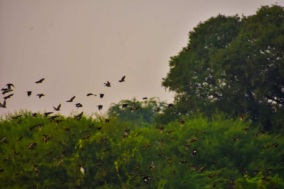 Rosy Starling - ML646572583