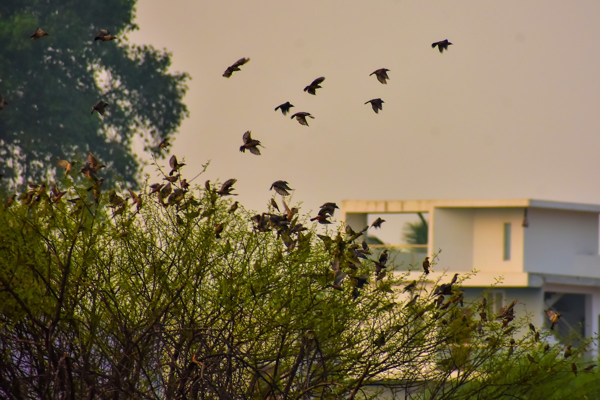 Chestnut-tailed Starling - ML646572585