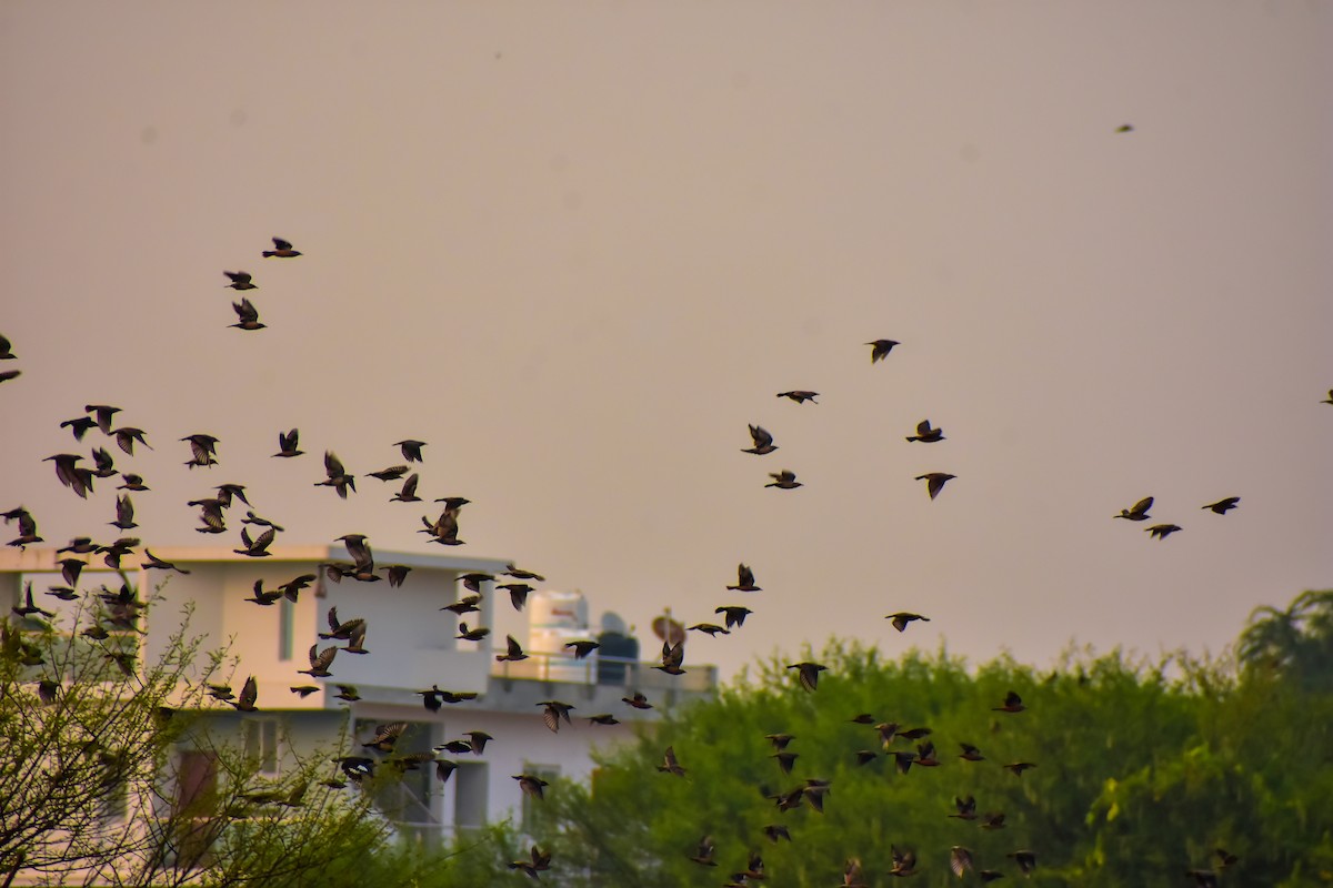 Chestnut-tailed Starling - ML646572590
