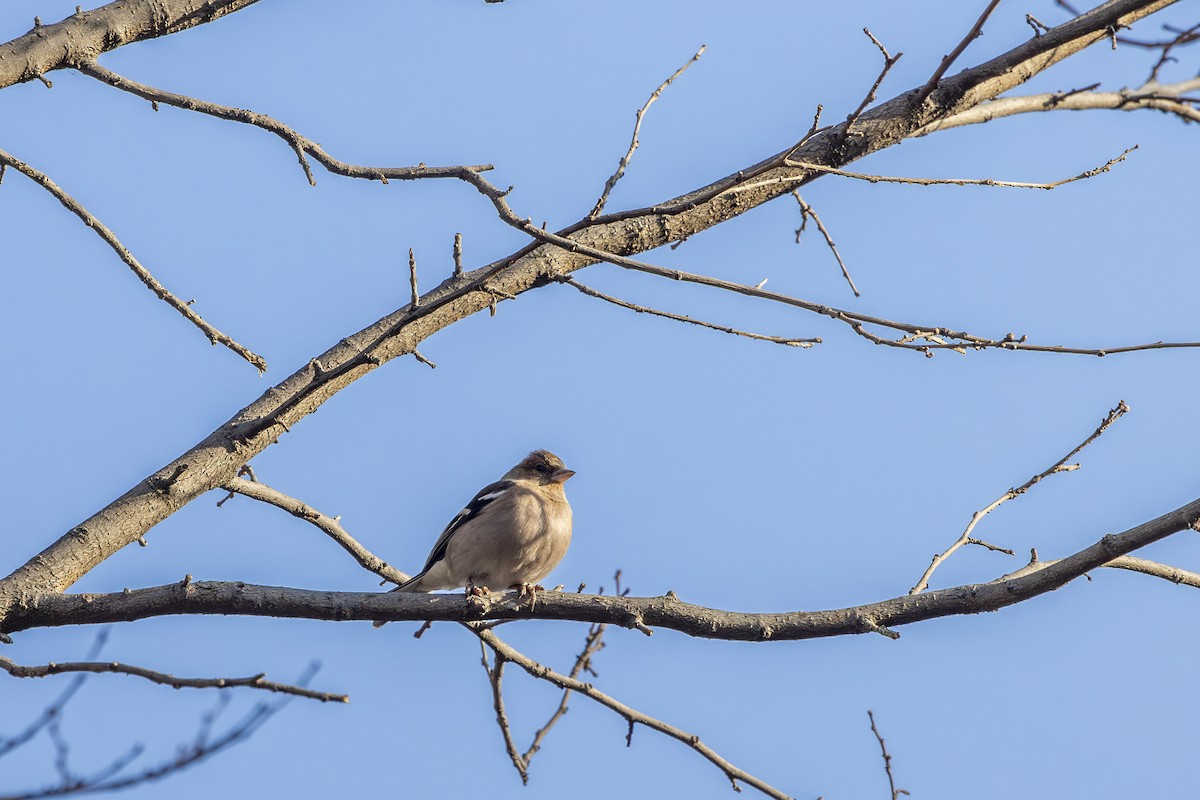 Common Chaffinch - ML646572591