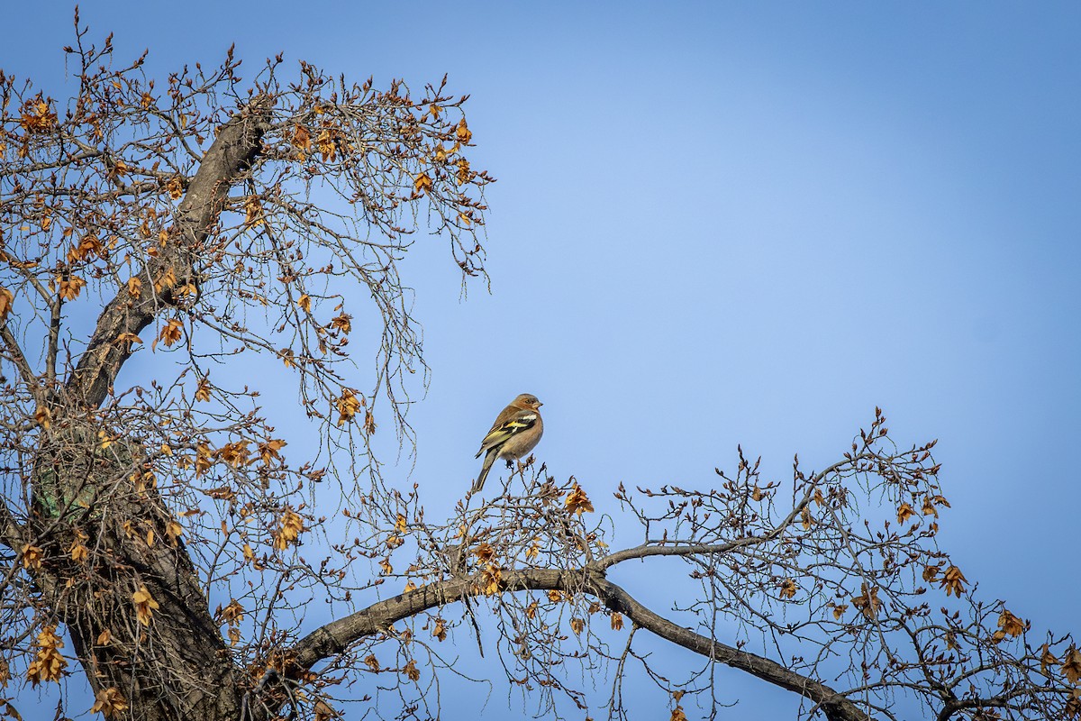 Common Chaffinch - ML646572592