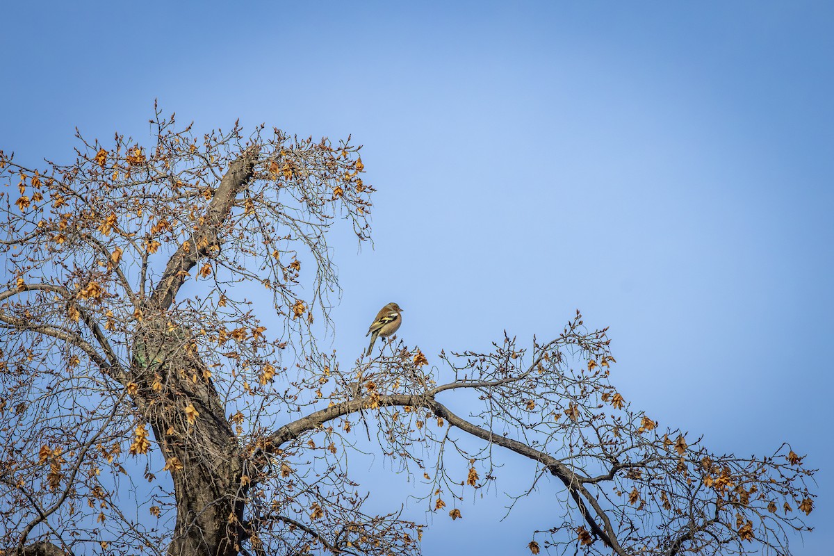 Common Chaffinch - ML646572593
