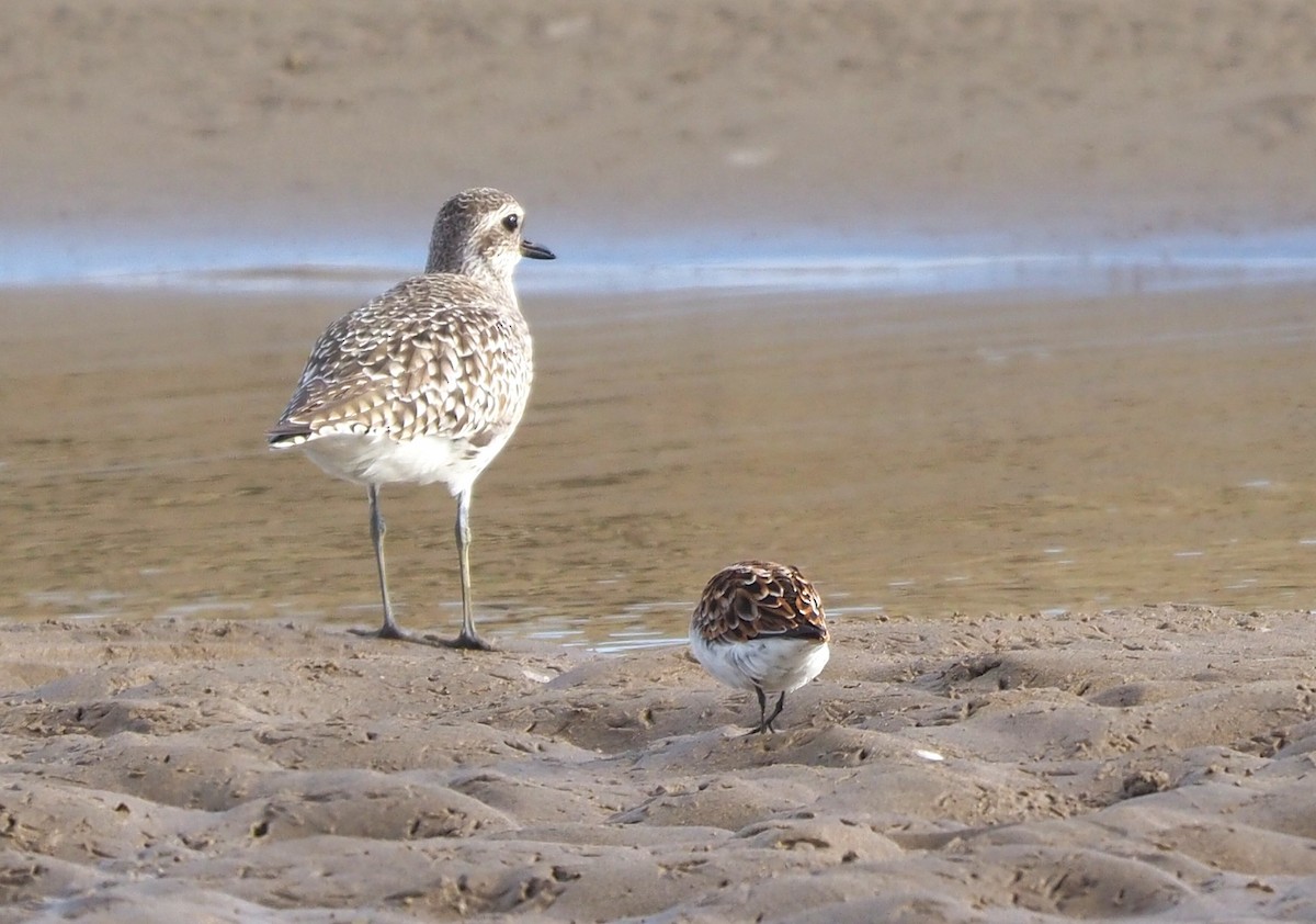 Pivieressa - ML646572595