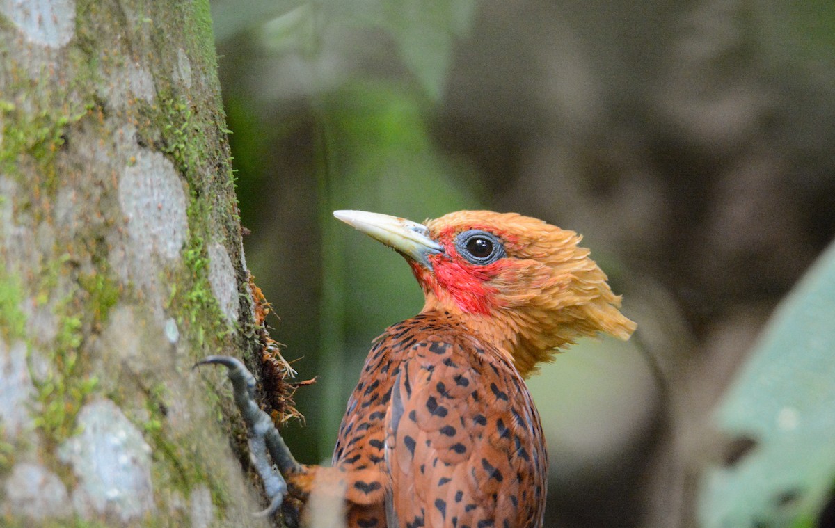 チャバネテンニョゲラ - ML646572599