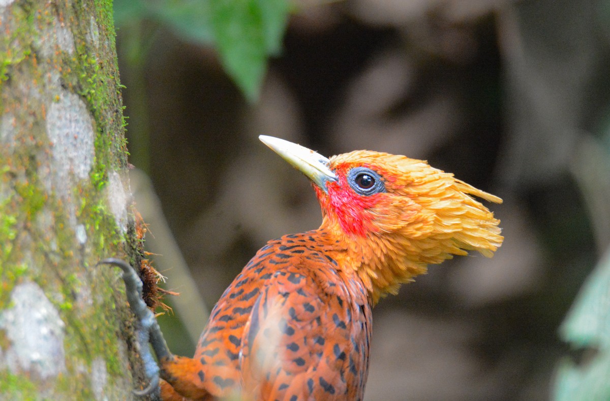 チャバネテンニョゲラ - ML646572600