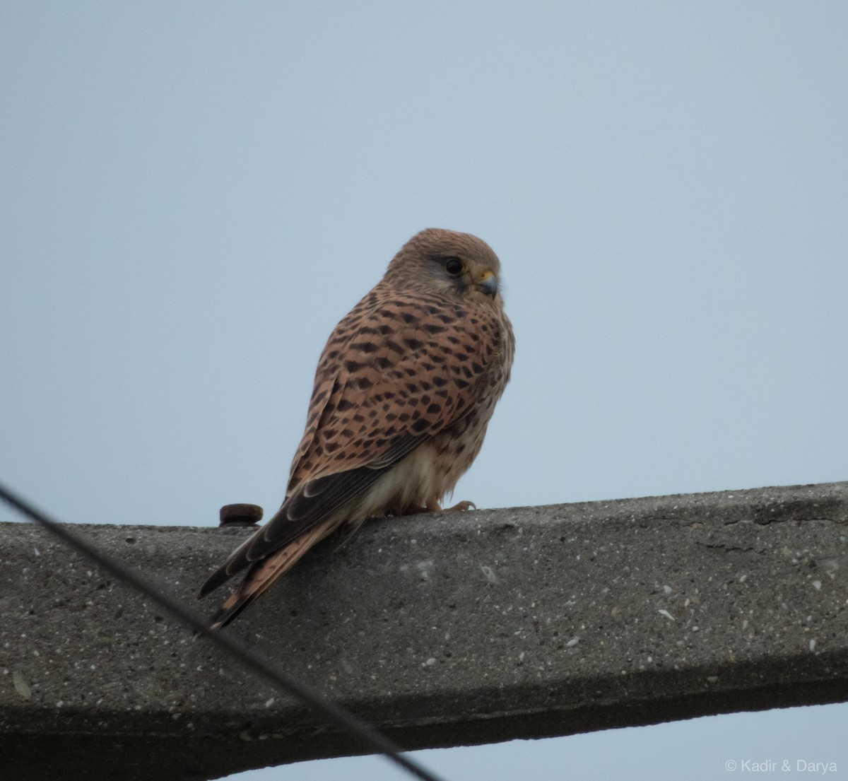 Eurasian Kestrel - ML646572601