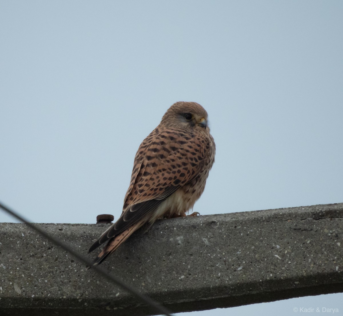 Eurasian Kestrel - ML646572602