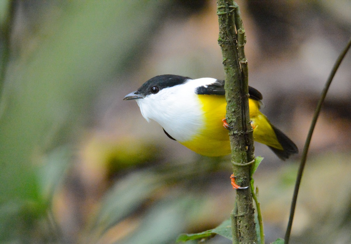 White-collared Manakin - ML646572604