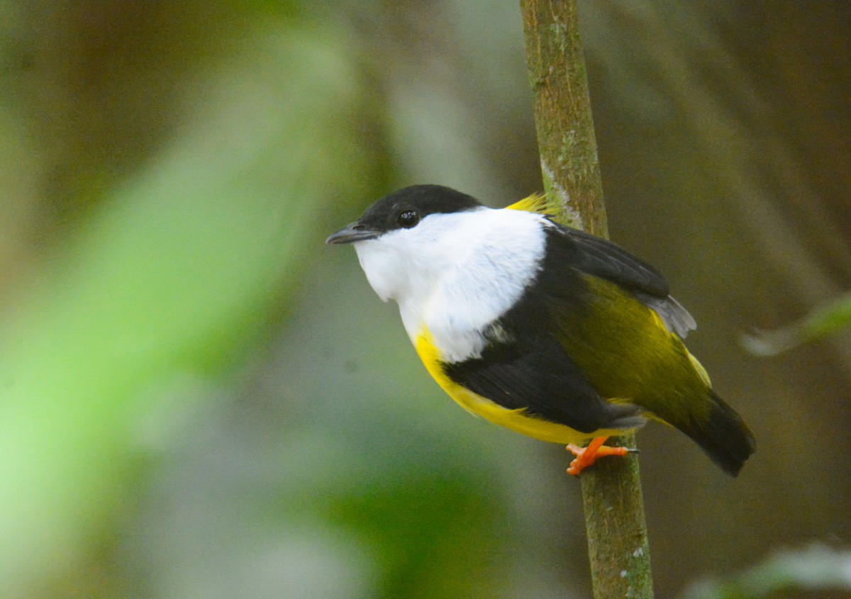 White-collared Manakin - ML646572605