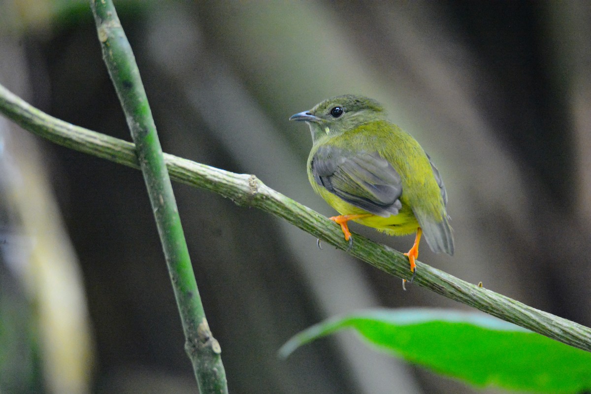 White-collared Manakin - ML646572606