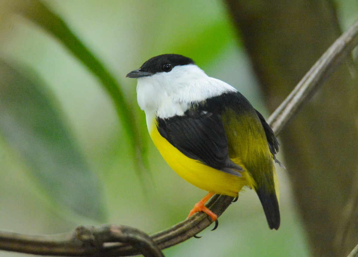 White-collared Manakin - ML646572607