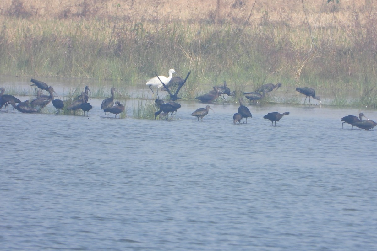 Glossy Ibis - ML646572608