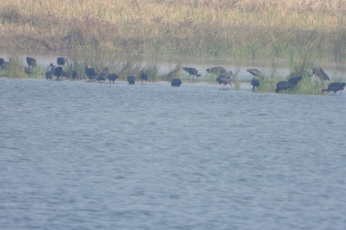 Glossy Ibis - ML646572609