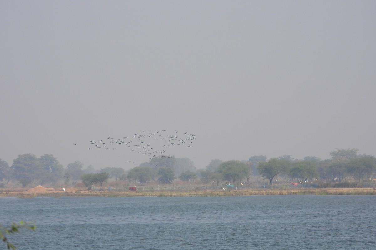 Glossy Ibis - ML646572610