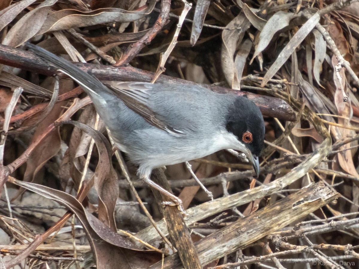 Sardinian Warbler - ML646572621