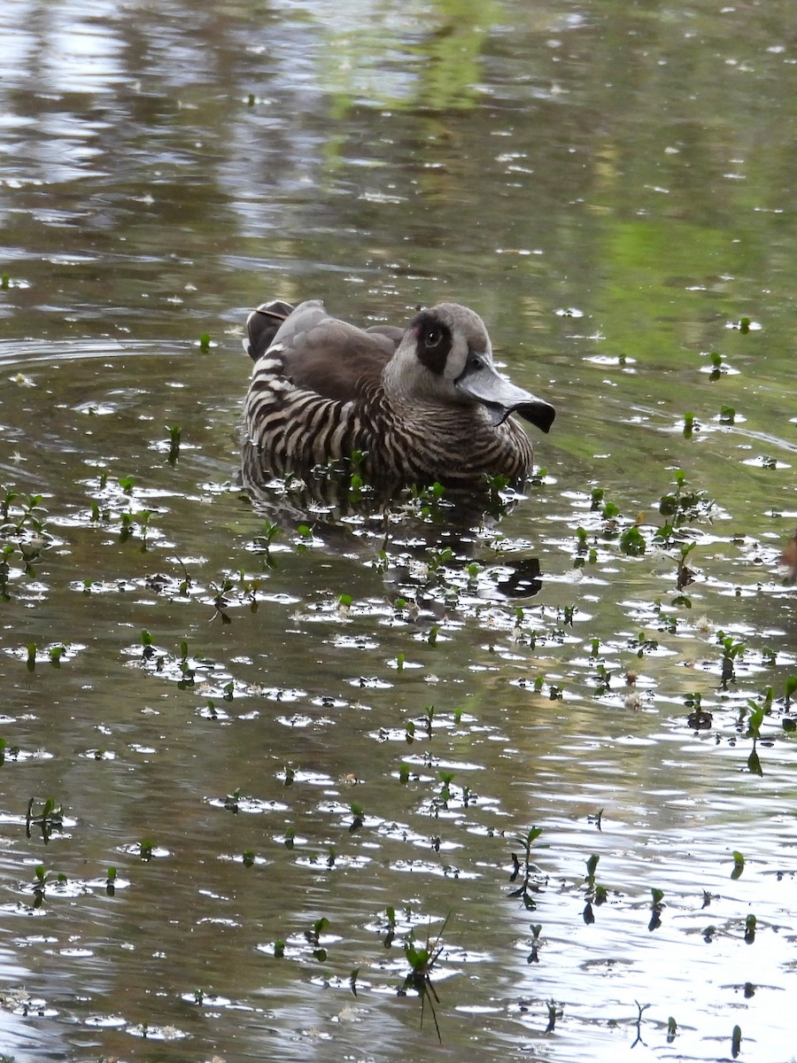 Pink-eared Duck - ML646572623