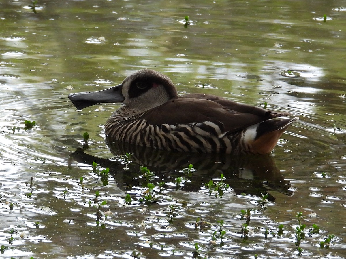 Pink-eared Duck - ML646572624