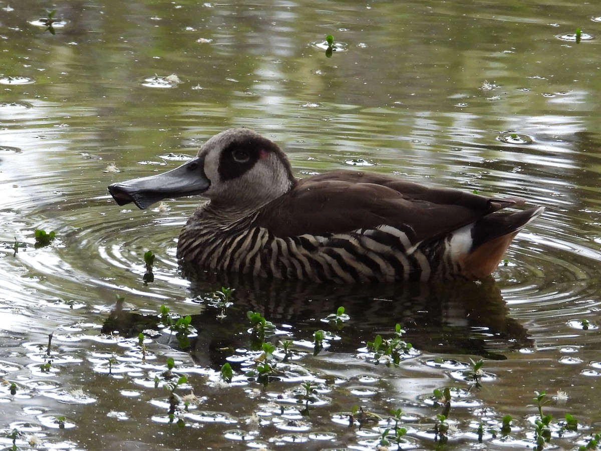 Pink-eared Duck - ML646572625