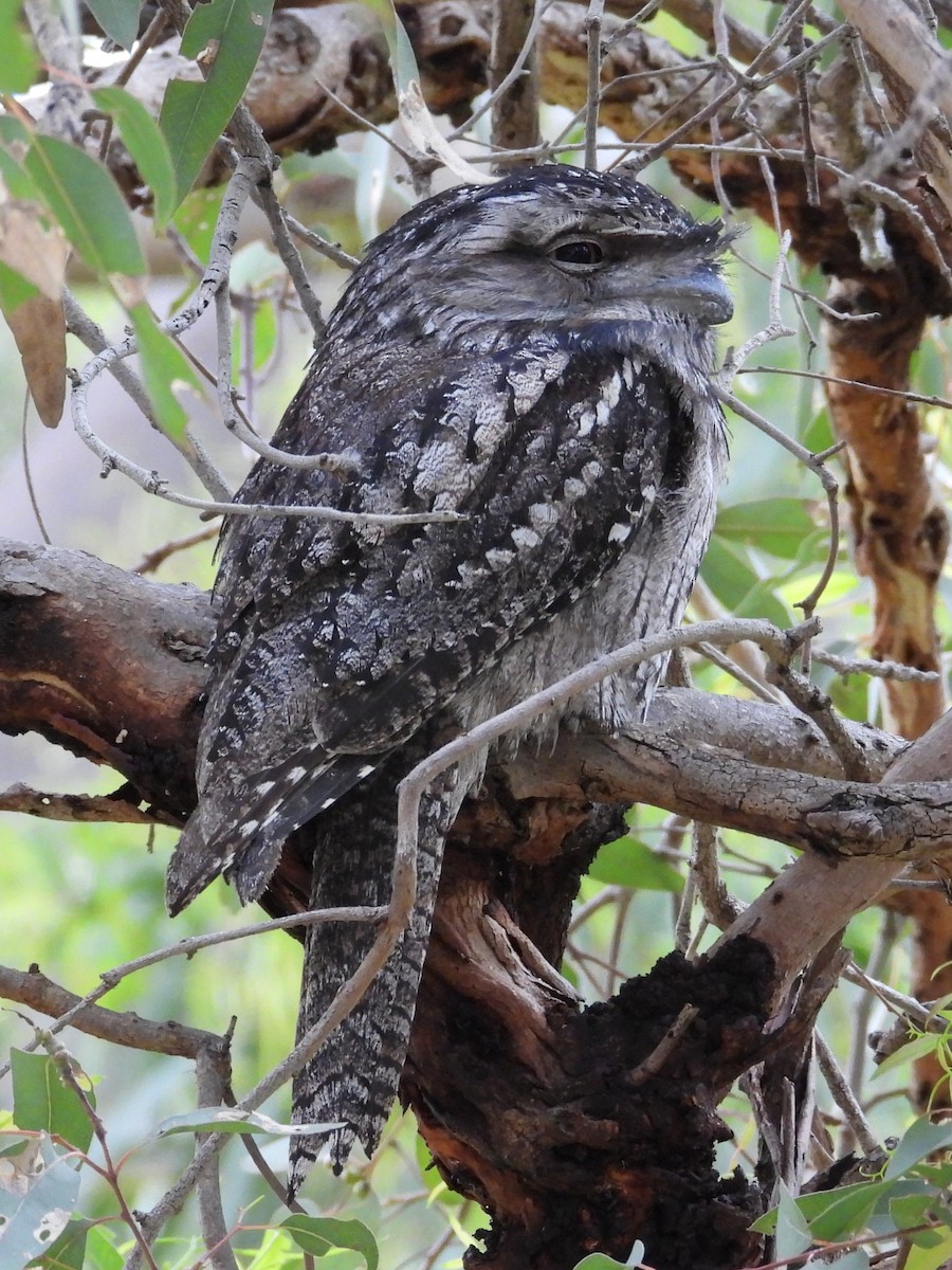 Tawny Frogmouth - ML646572628