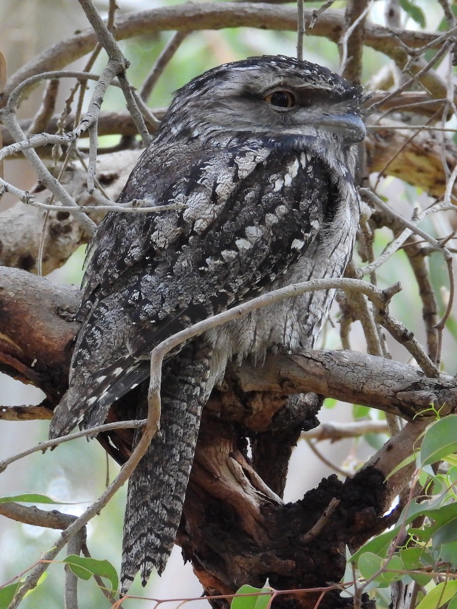 Tawny Frogmouth - ML646572629
