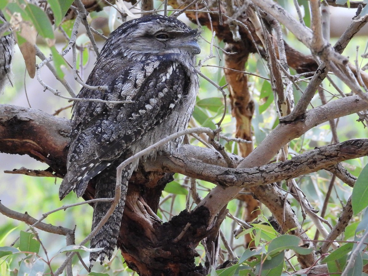 Tawny Frogmouth - ML646572630