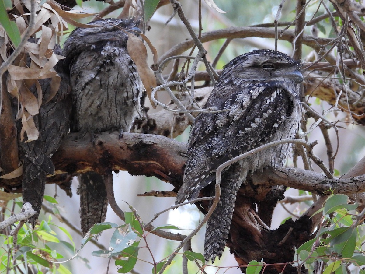 Tawny Frogmouth - ML646572631