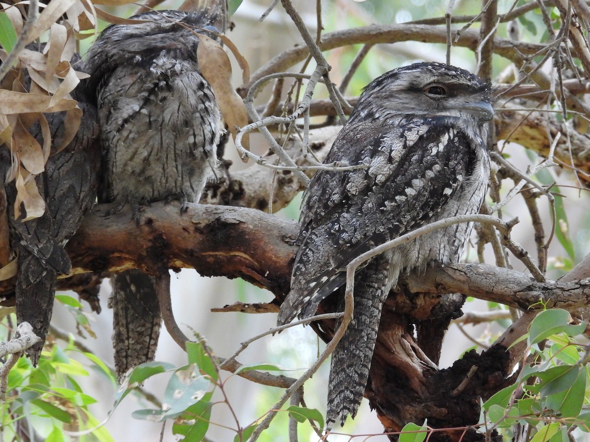 Tawny Frogmouth - ML646572632