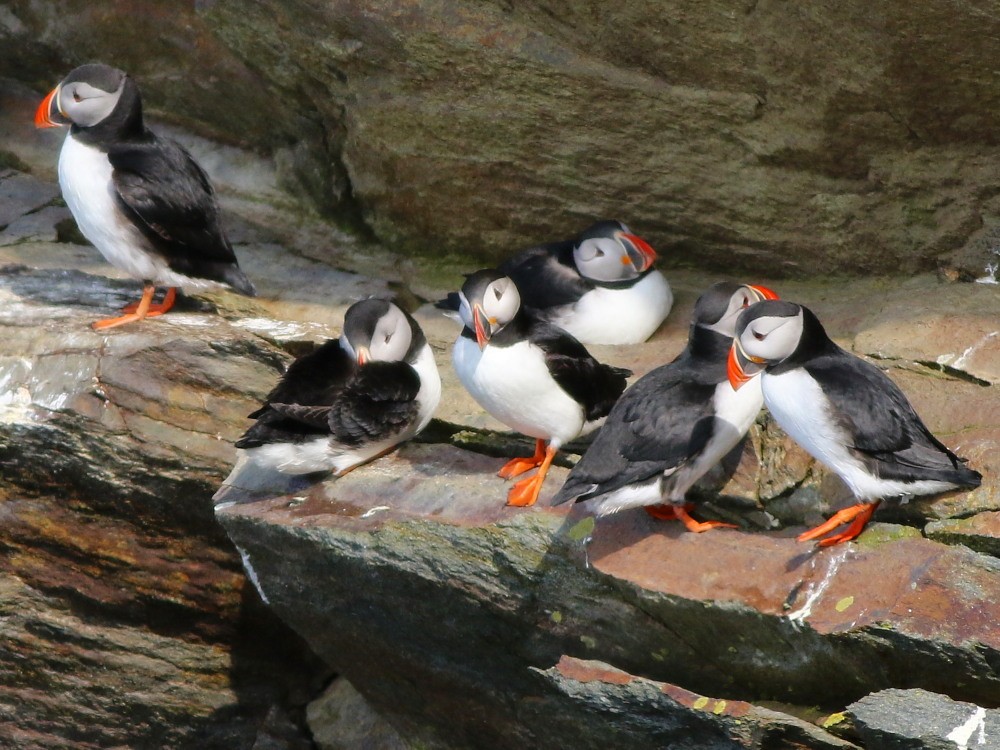 Atlantic Puffin - ML646572633