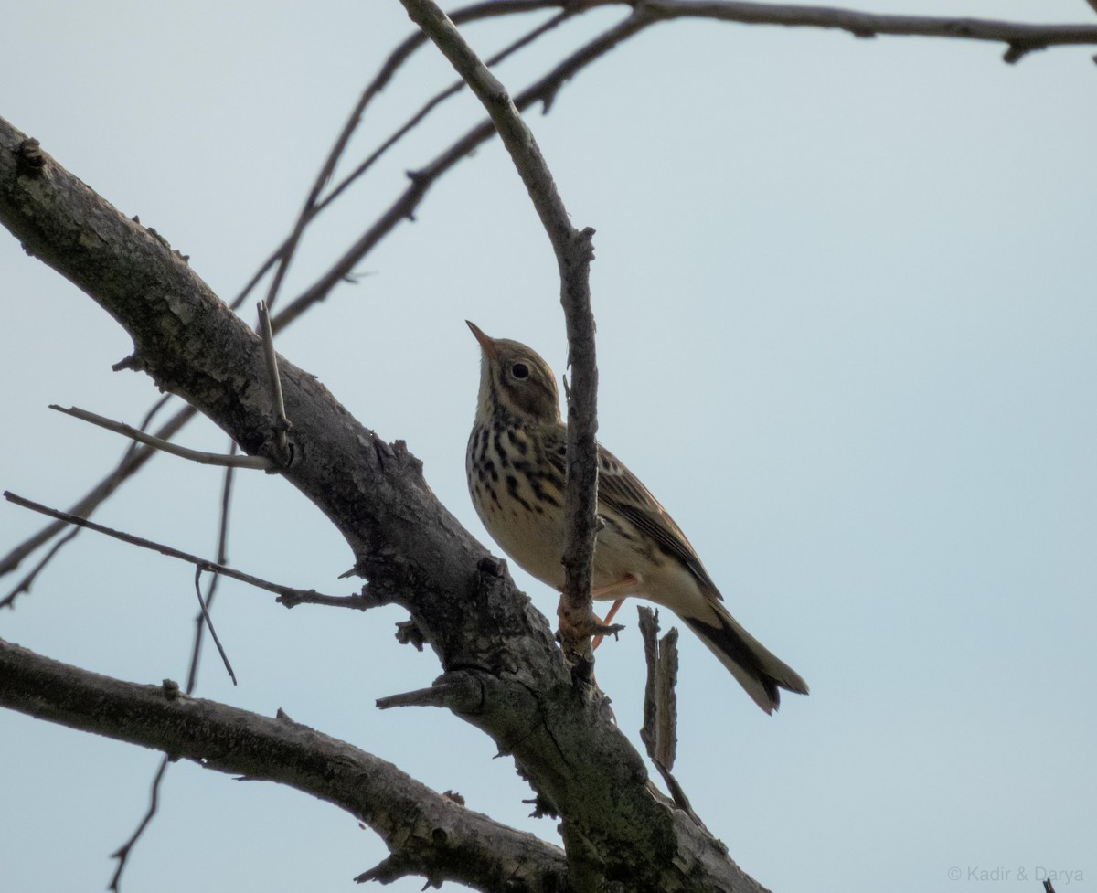 Meadow Pipit - ML646572634