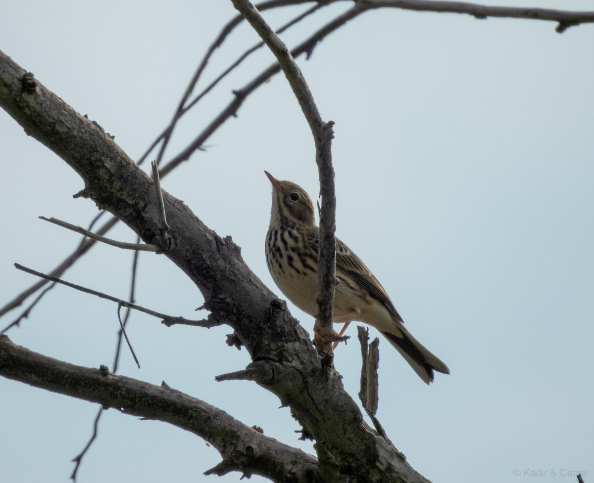 Meadow Pipit - ML646572635