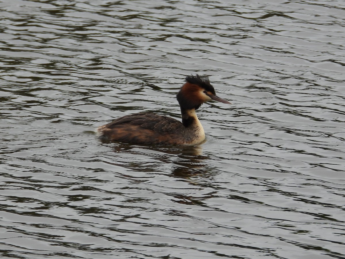Great Crested Grebe - ML646572636