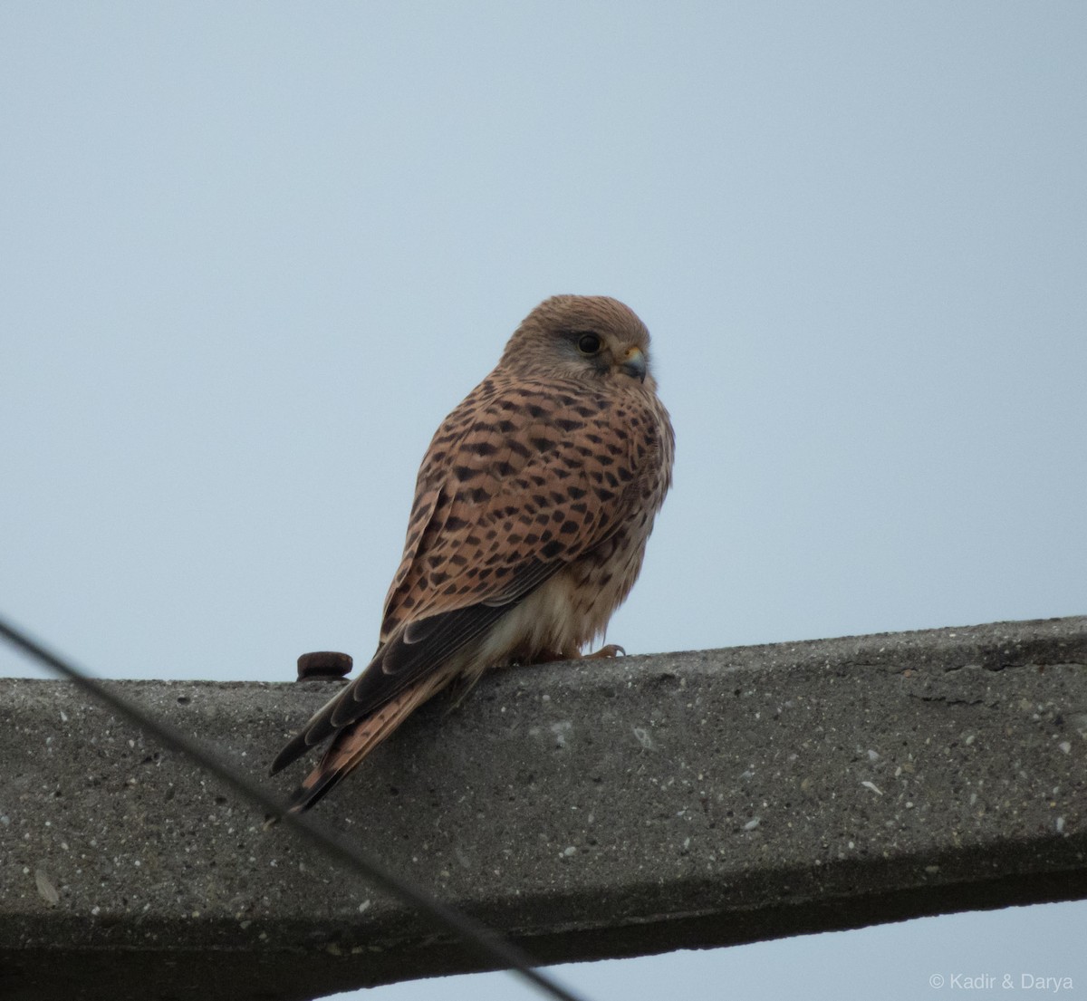 Eurasian Kestrel - ML646572637