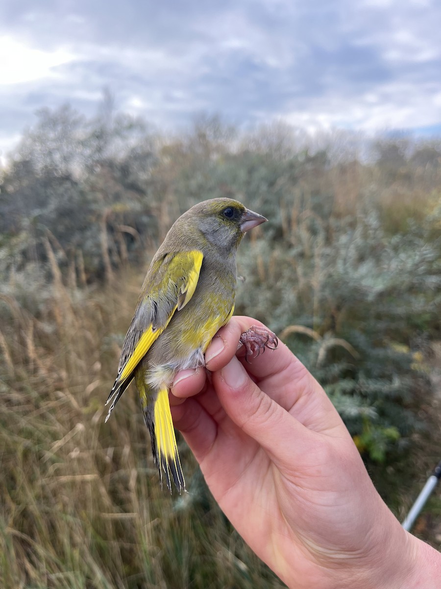 European Greenfinch - ML646572638