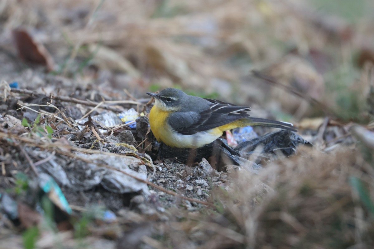 Gray Wagtail - ML646572639