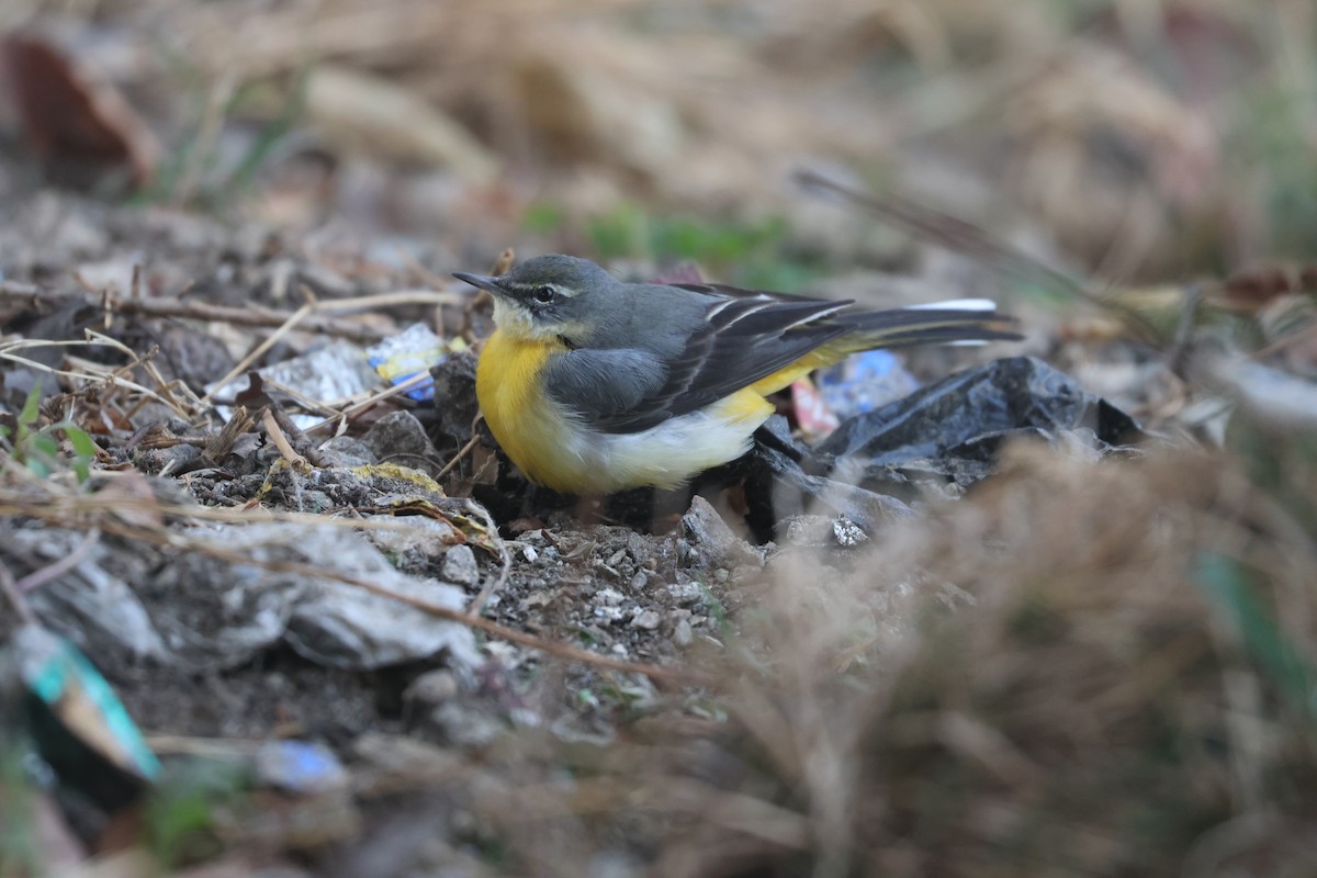 Gray Wagtail - ML646572640