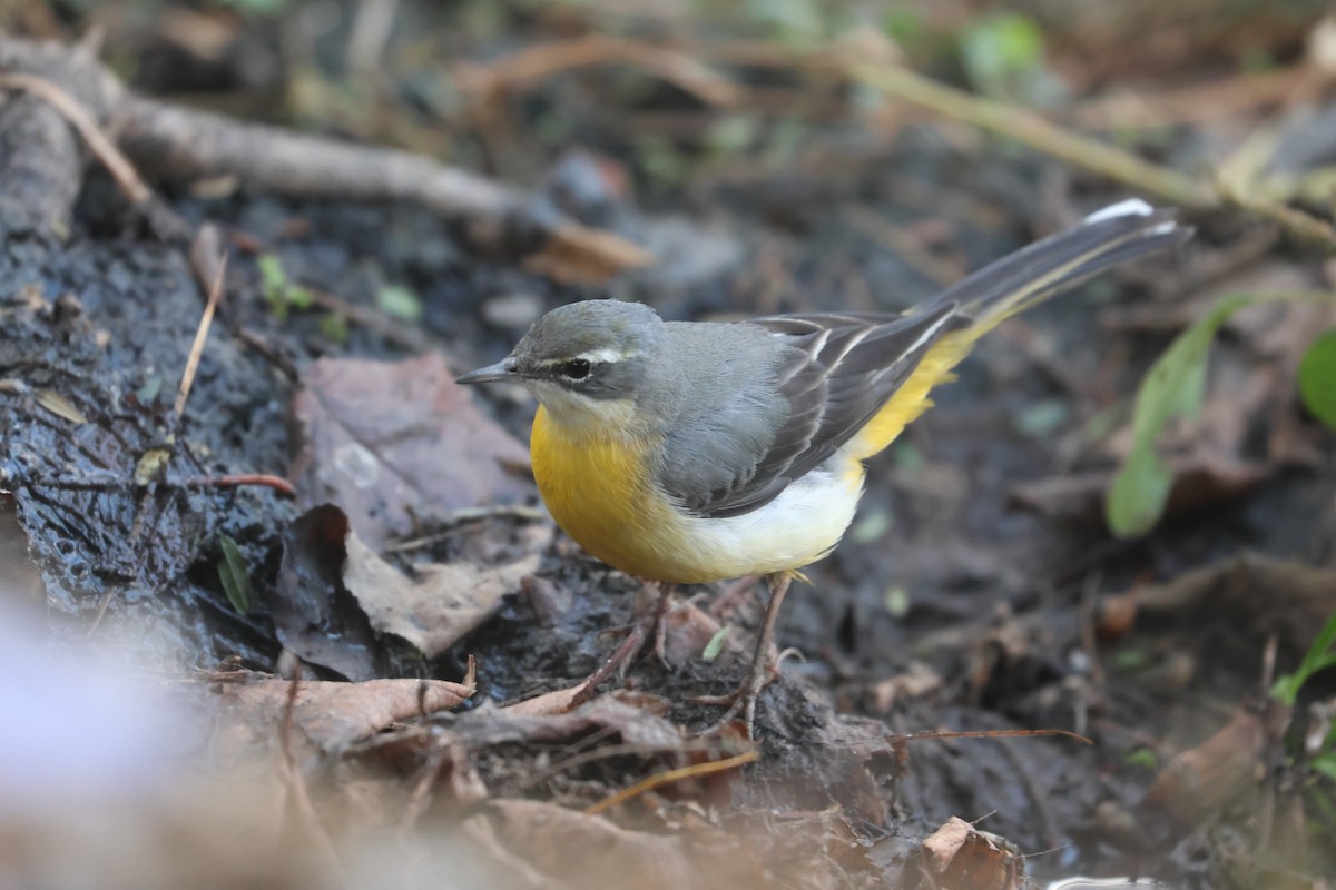Gray Wagtail - ML646572641