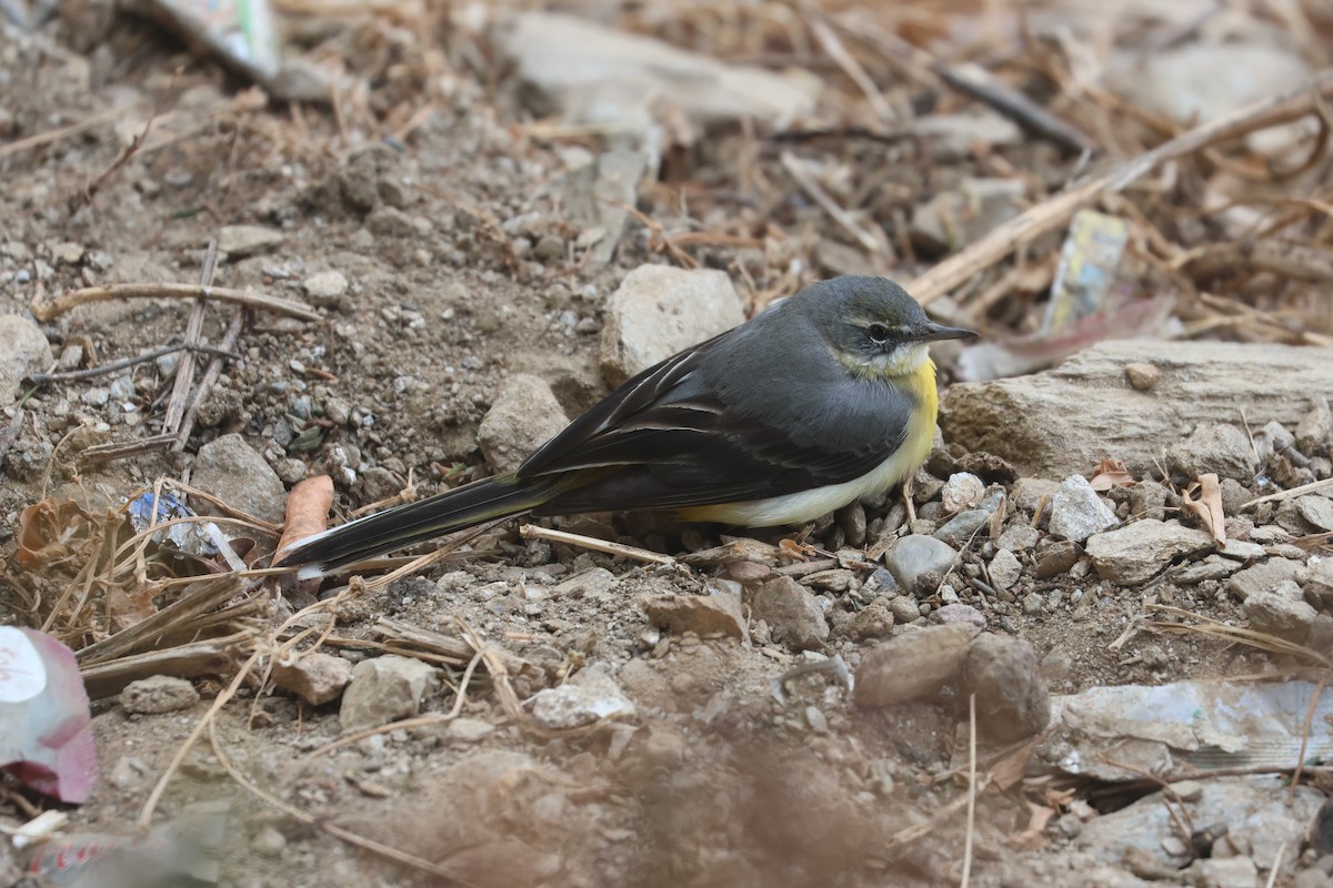 Gray Wagtail - ML646572642