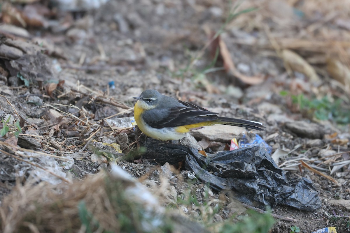 Gray Wagtail - ML646572643