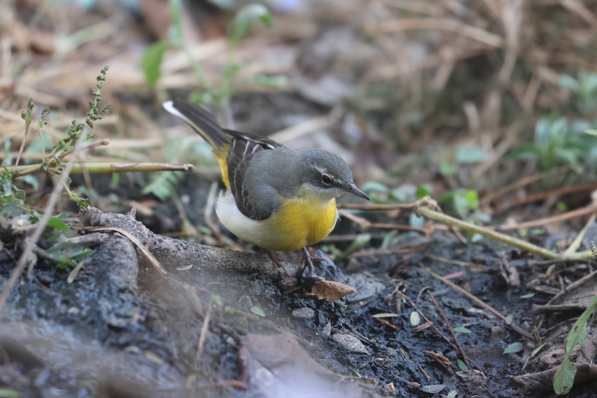 Gray Wagtail - ML646572644